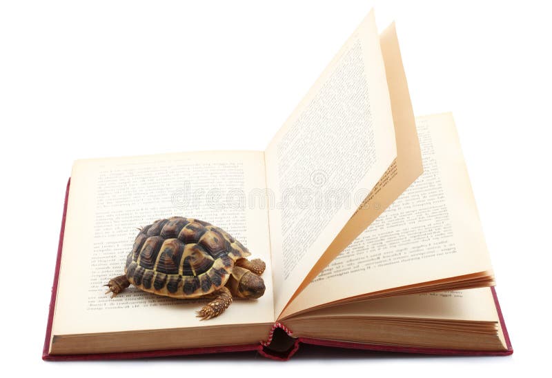 Turtle reading a book in white background