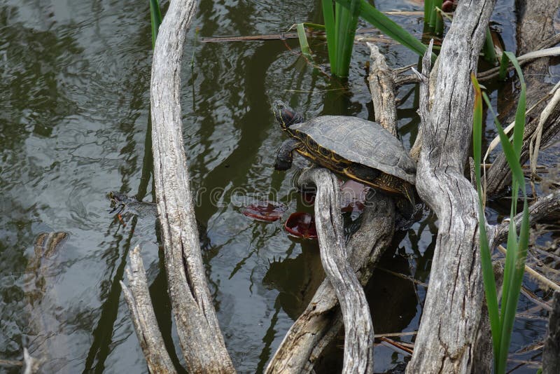 Turtle Resting Near Pond in Boise, Idaho Stock Photo Image of