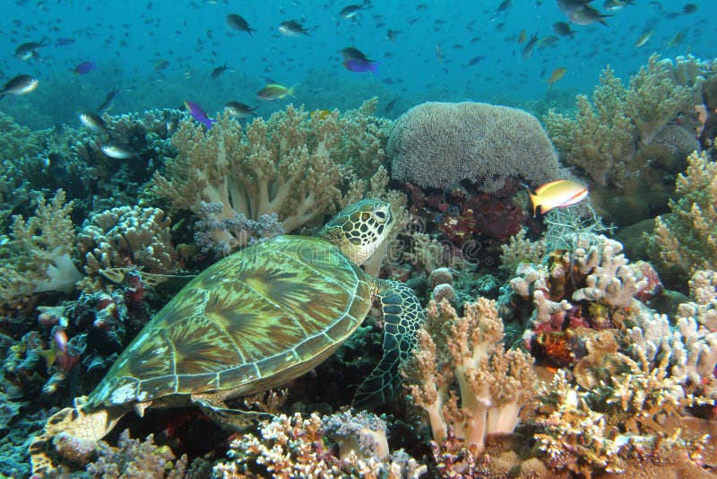 Turtle resting on the reef