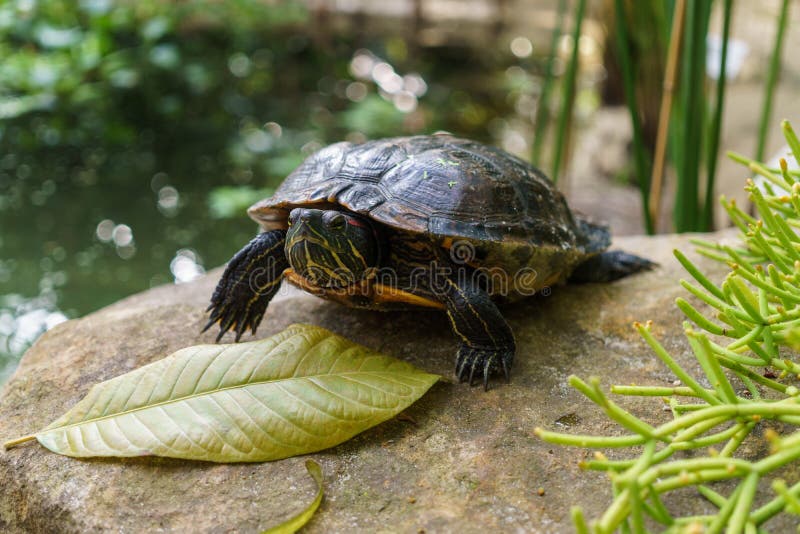 Asian leaf turtle stock image. Image of animals, hard 10081845