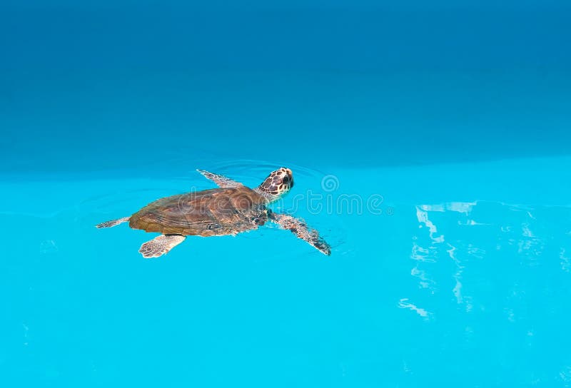 Turtle in the Safari Park. Brijuni. Croatia stock images Turtle in the Safari Park. Brijuni. Croatia stock images