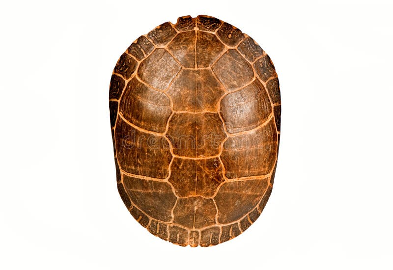 Turtle shell, isolated.