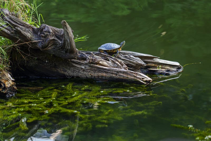 The turtle sits on a log in the middle of the lake