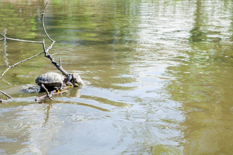 Pond Slider Turtle Basking On Log Stock Photo Image of egret
