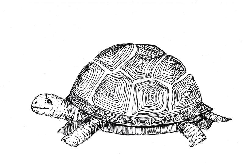 Turtle Drawing Black White Stock Illustrations – 2,451 Turtle Drawing ...