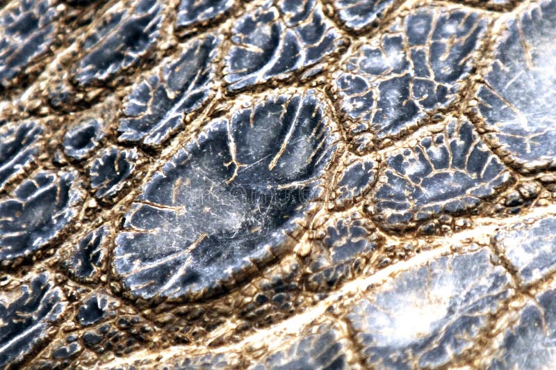 Turtle Skin stock image. Image of evolution, protected 17671943