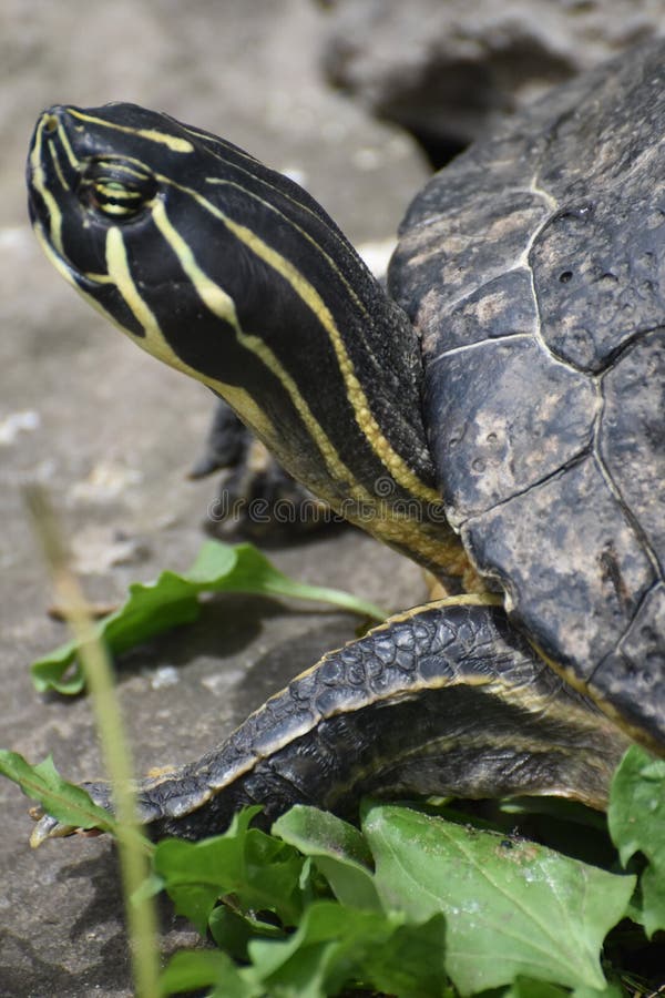 Turtle Upclose Stock Photos Free & RoyaltyFree Stock Photos from