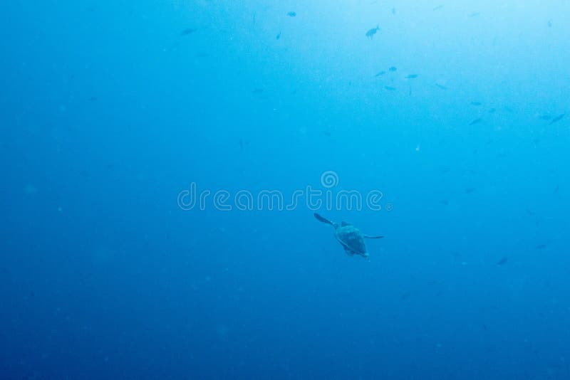 Turtle swimming away in open ocean stock images Turtle swimming away in open ocean stock images