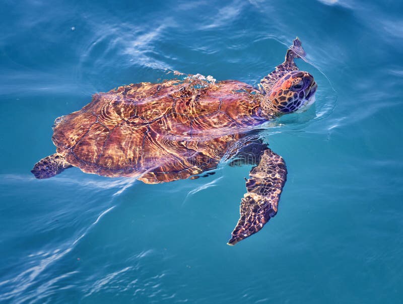 Turtle Swimming in the Ocean Stock Image Image of graceful, aqualung