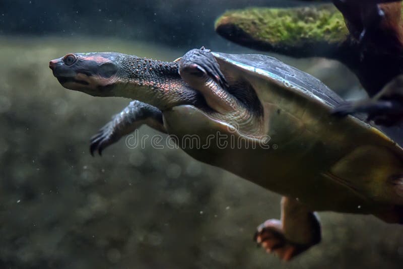 Turtle swims under water royalty free stock images Turtle swims under water royalty free stock images