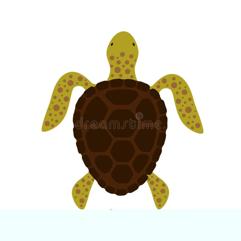 Featured image of post Realistic Turtle Drawing Top View All the best realistic sea turtle drawing 34 collected on this page