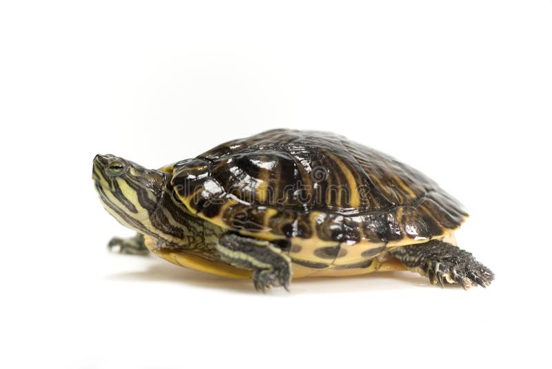 Turtle or Tortoise Isolated Stock Photo - Image of terrapin, amphibian ...