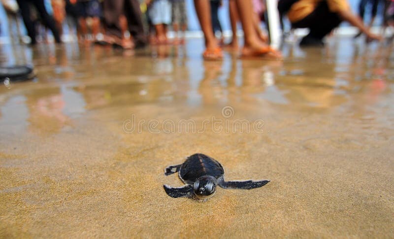 Turtle stock photo. Image of java, animalia, hand, healthy - 44146980