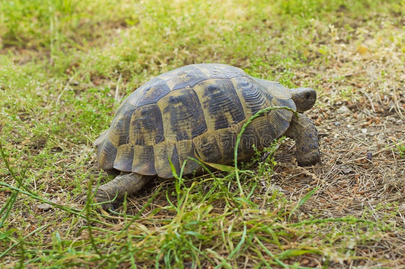 TURTLE stock images