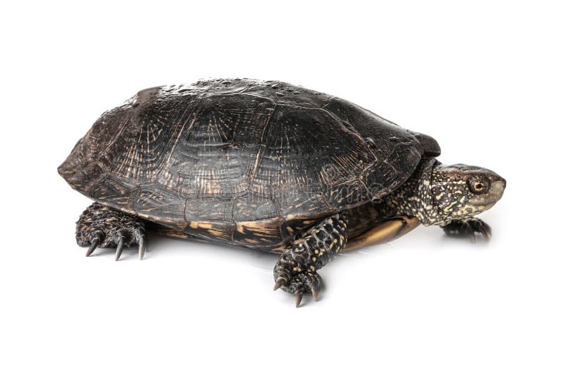 Turtle on white background stock photo. Image of shell - 110101928