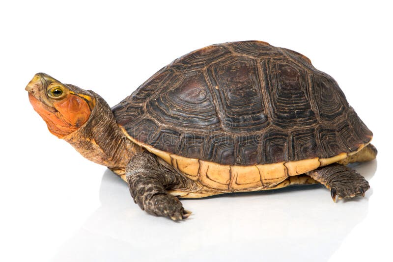 Turtle stock image. Image of turtle, hinged, edge, isolated - 38733555
