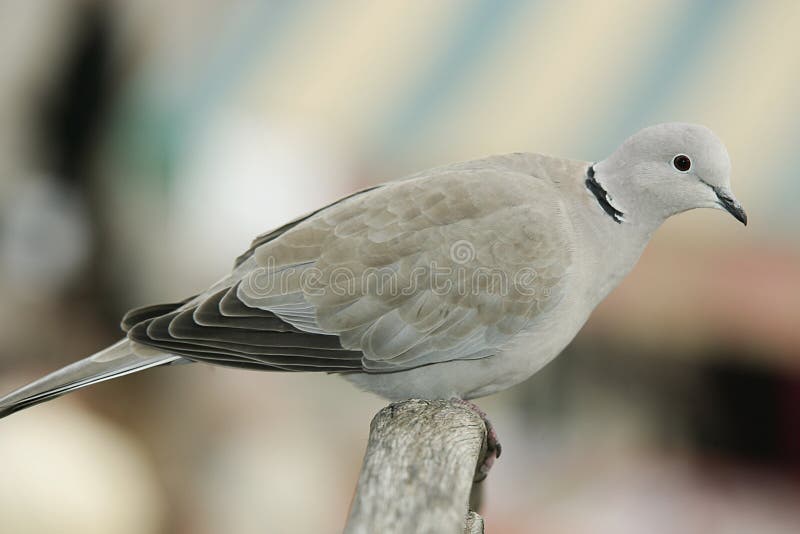 Turtledove