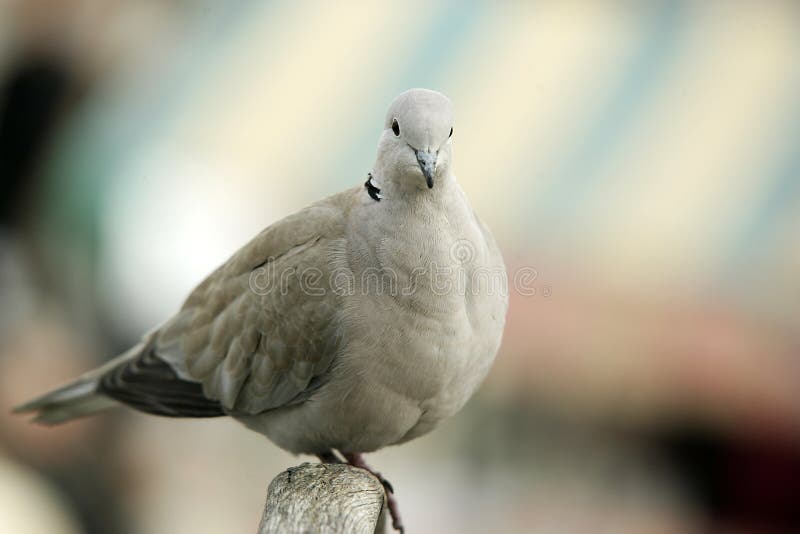 Turtledove