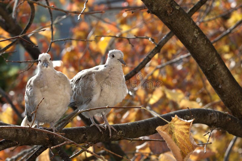 Turtledove