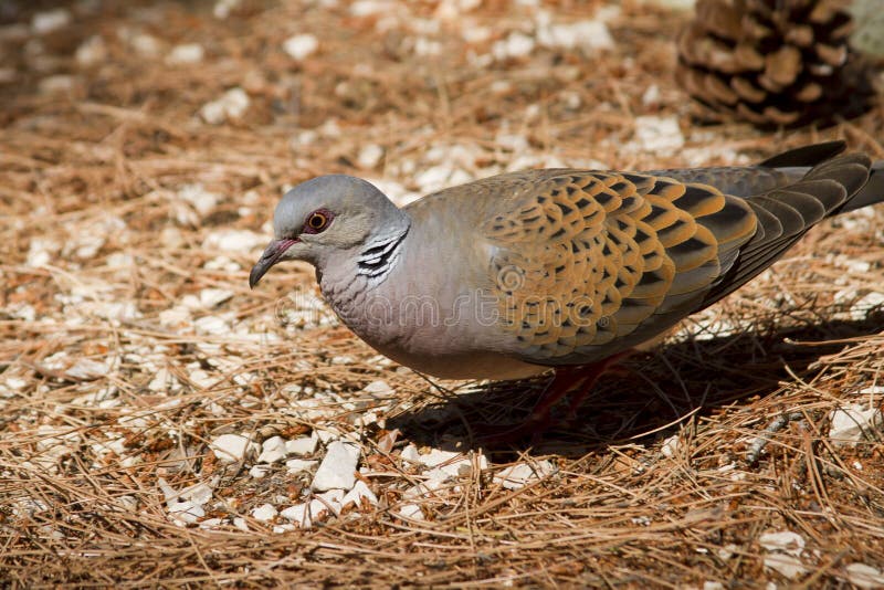 Turtledove