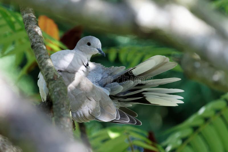 Turtledove