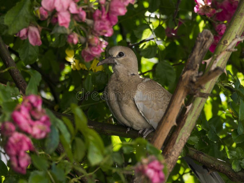 Turtledove in a rosebush