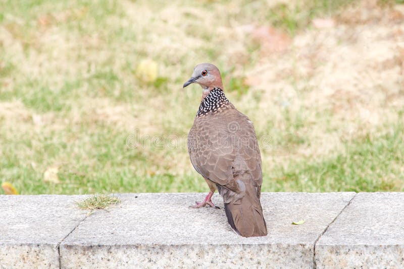 Turtledove