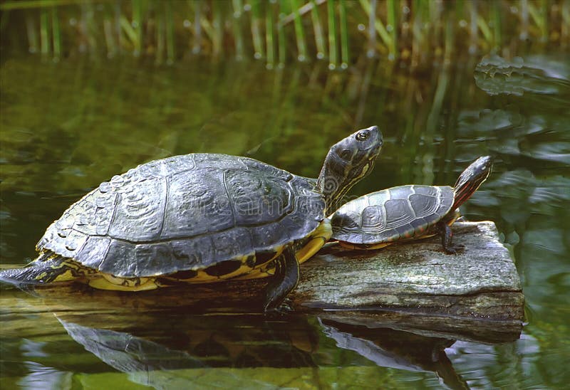 Un par de tortugas broncearse solo en estanque sobre el jardín zoológico,,.