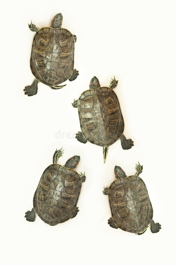 Turtles