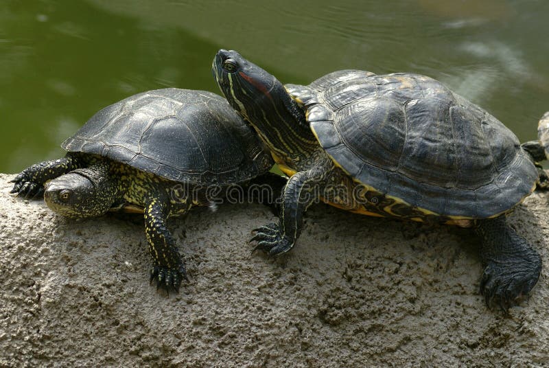 Turtles