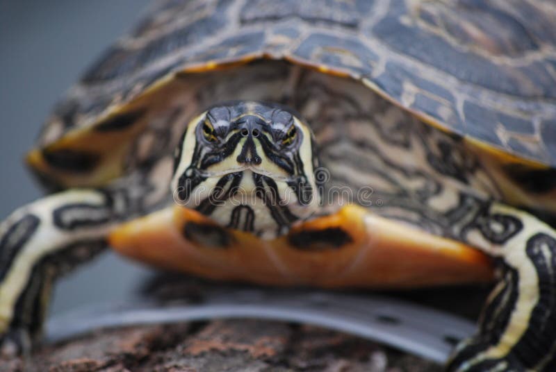 Turtles in close-up