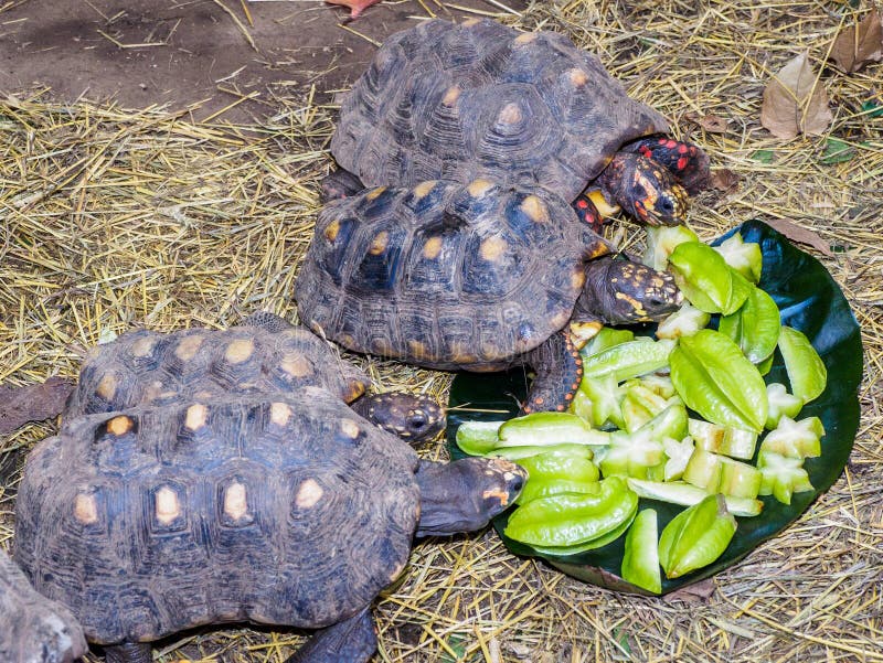 tortoise feeder