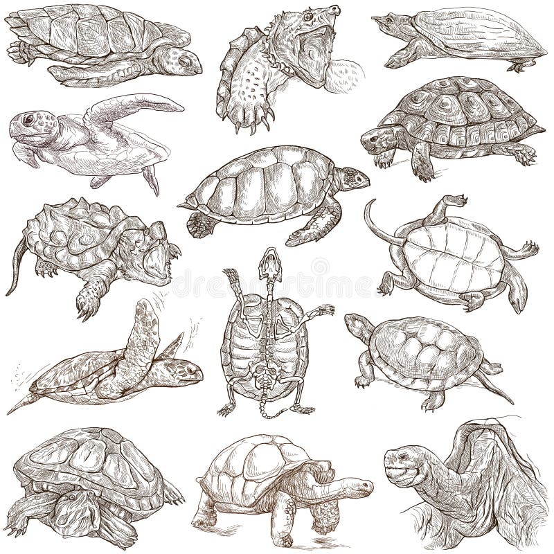 Turtles - Freehands, full sized hand drawings