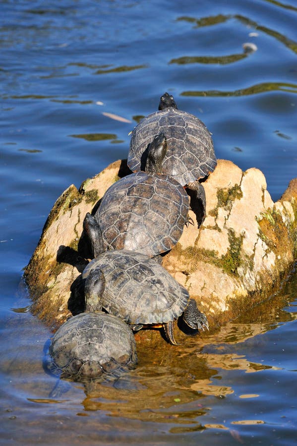 Turtles Floating On A Wood Log Stock Image Image of large, magog