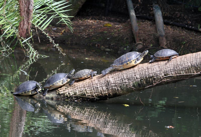 Turtles Sunning on a Fallen Tree Stock Photo Image of crocodile
