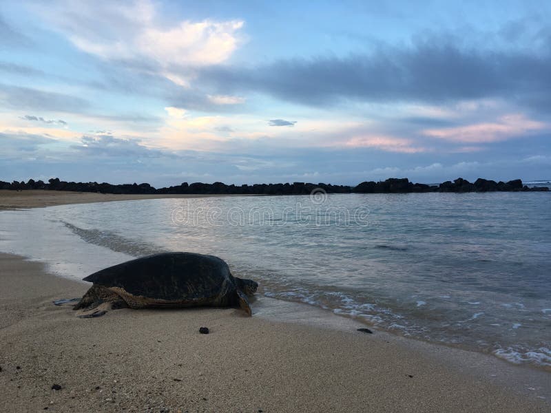 Turtles during Sunrise at Poipu Beach on Kauai Island in Hawaii.