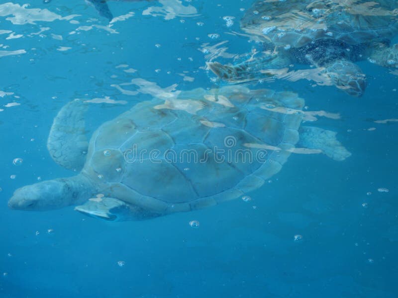 Turtles swimming underwater royalty free stock images