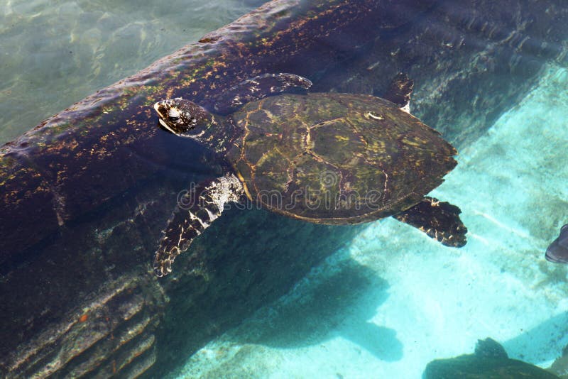 Turtles swimming royalty free stock photo