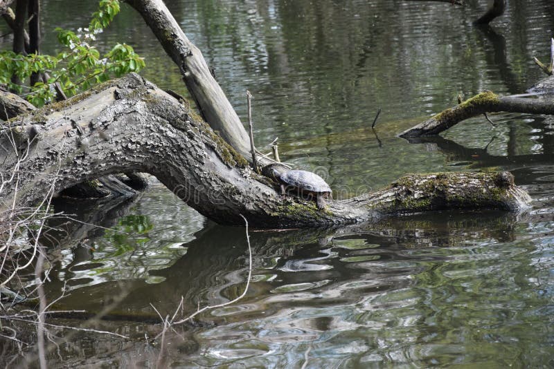 Turtles in Their Natural Habitat Stock Photo Image of natural