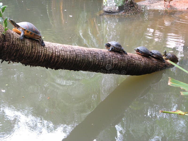 Turtles on tree in Loxahatchee River, Florida stock images