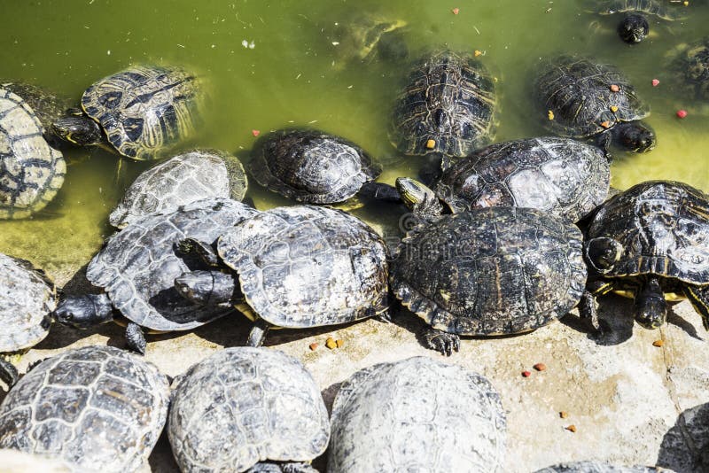 2,340 Water Color Turtles Stock Photos Free & RoyaltyFree Stock