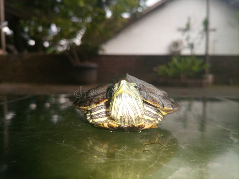 333 Tortoise Hide Stock Photos Free & RoyaltyFree Stock Photos from