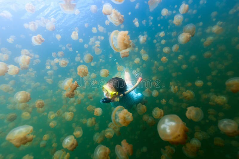 Turysta snorkeling w Jellyfish jeziorze zdjęcie stock Turysta snorkeling w Jellyfish jeziorze zdjęcie stock