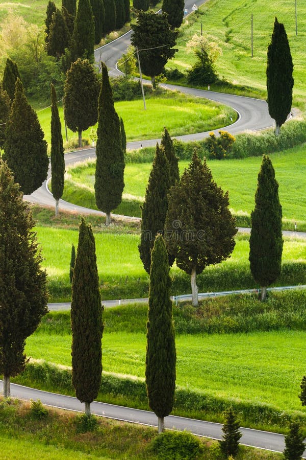 Serpentine strada con molte curve, e di cipressi, insieme nella luce del mattino.