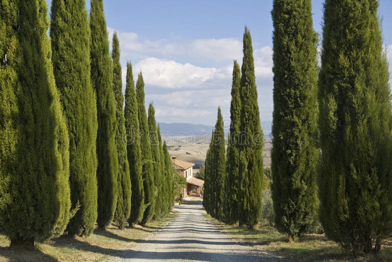 Tuscan Landscape, cypress near a street