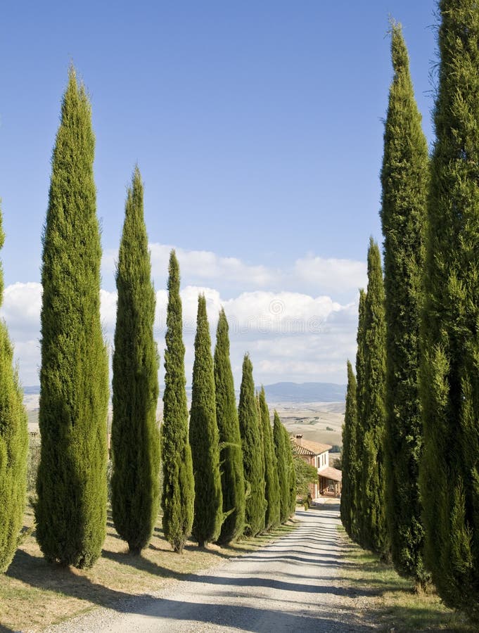 Tuscan Landscape, cypress near a street