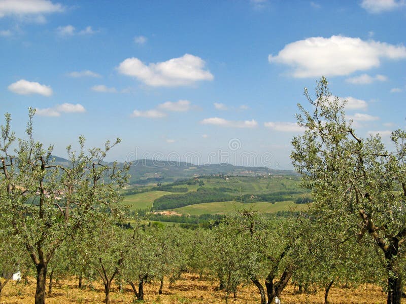 Tuscan Olive Groves 01 stock photography