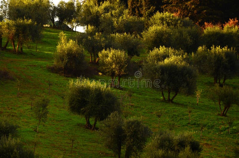Tuscan Olive Trees and Landscape Fields in the Area of Florence Stock