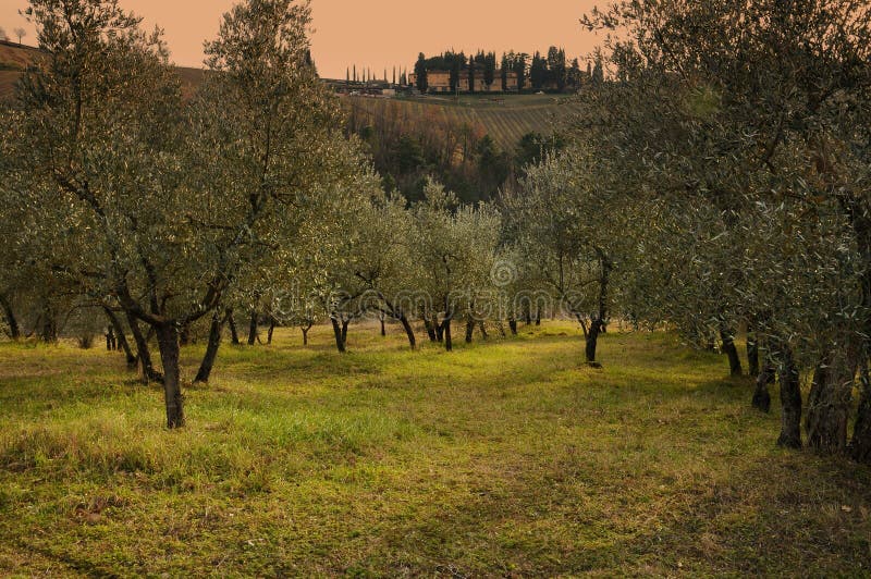 Tuscan Olive Trees and Landscape Fields in the Area of Florence Stock
