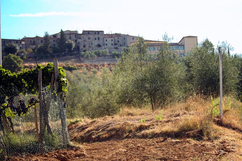 tuscan αμπελώνας στοκ εικόνες tuscan αμπελώνας στοκ εικόνες